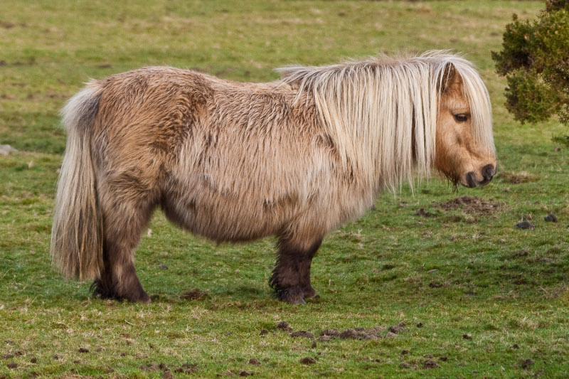 A pony
